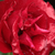 Vörös - Virágágyi floribunda rózsa - Inge Kläger